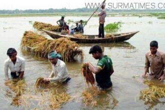 হাকালুকি হাওরে কৃষকের চোখের সামনে তলিয়ে যাচ্ছে কাঁচা ও আধাপাকা বোরো ধান - Surma Times Archive
