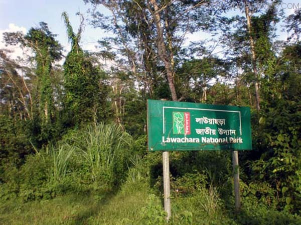লাউয়াছড়া জাতীয় উদ্যান ও বীরশ্রেষ্ট হামিদুর রহমান স্মৃতিসৌধ 2 Lawachara 01