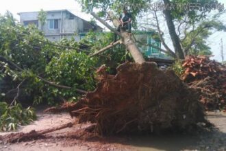 ঝিনাইদহে কালবৈশাখীর তান্ডব নৃত্যে বিদ্ধস্থ এলাকা ! - Surma Times Archive