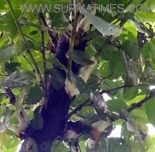 বিশ্বনাথে গাছের কান্না দেখে অবাক লোকজন : উৎসুক জনতার ভীড় - Surma Times Archive